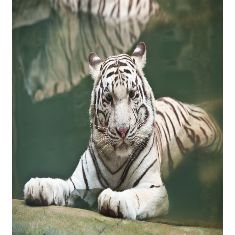 White Tiger Swimming Fun Duvet Cover Set