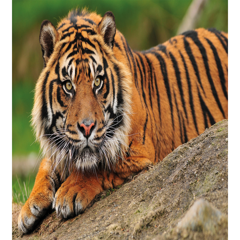 Tiger Crouching on Rock Duvet Cover Set