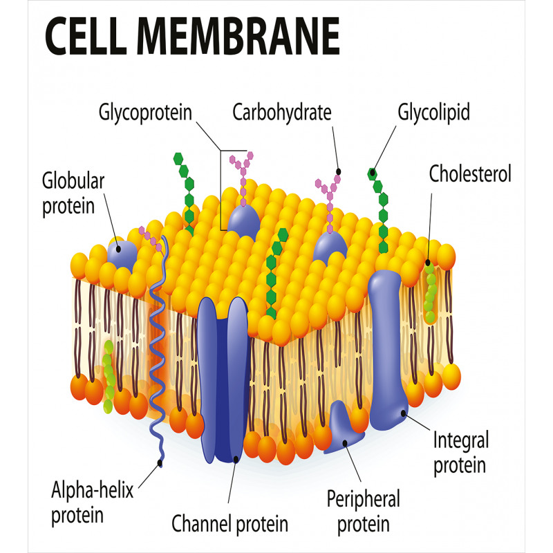 Membrane Cell Types Duvet Cover Set