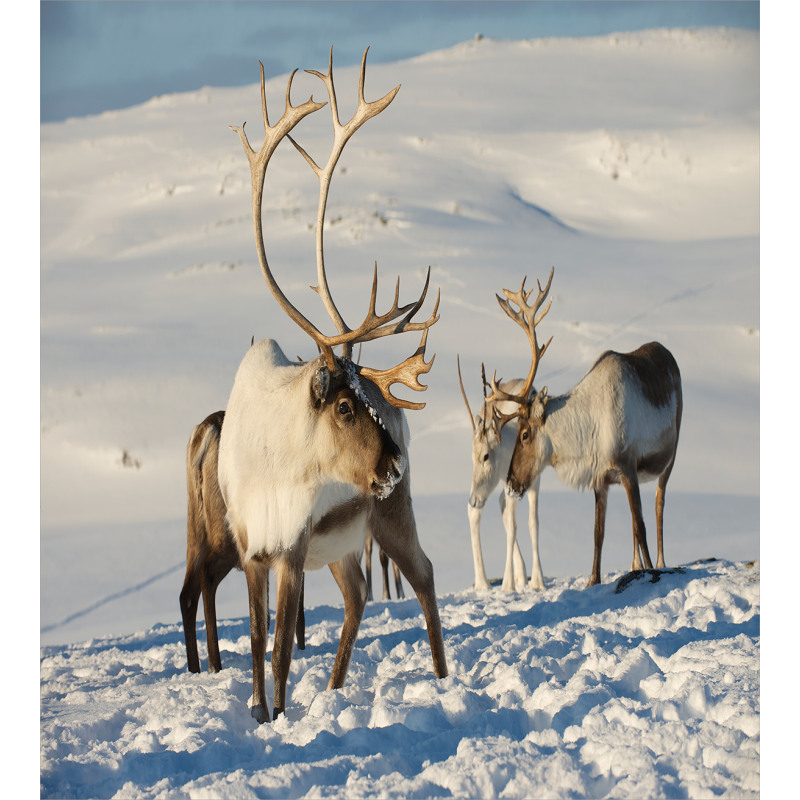Reindeers Norway Caribou Duvet Cover Set