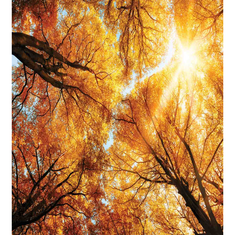 Autumn Sunbeams Forest Duvet Cover Set
