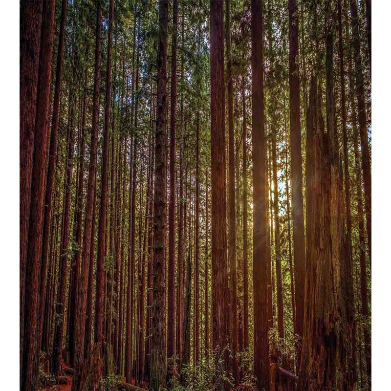 Redwood Forest Park USA Duvet Cover Set