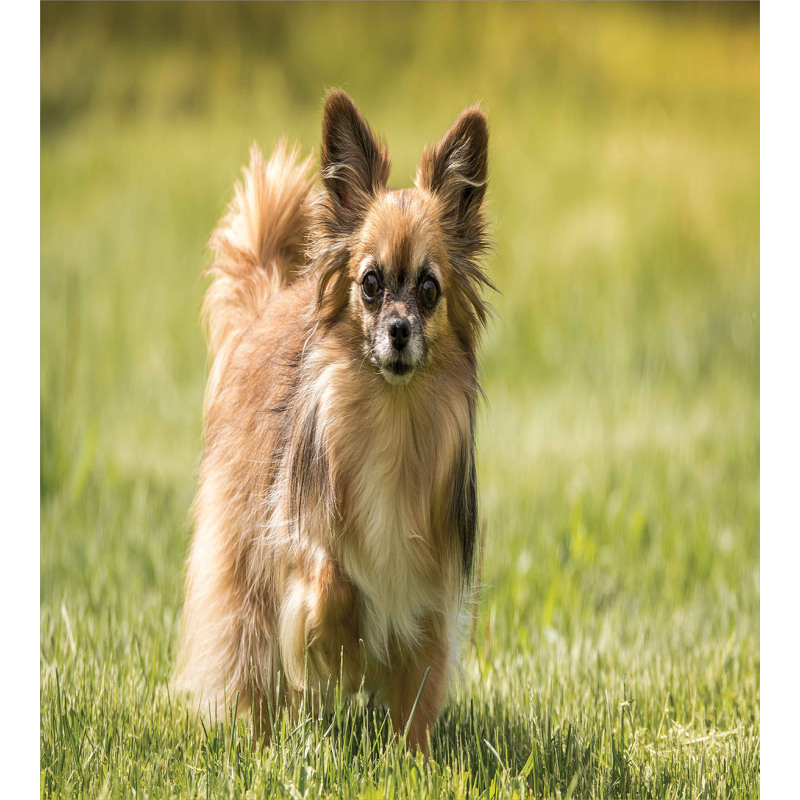 Long Haired Small Dog Duvet Cover Set