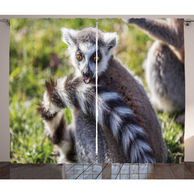 Ring Tailed Funny Expression Curtain