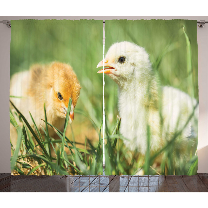 Close up Photo Baby Chickens Curtain