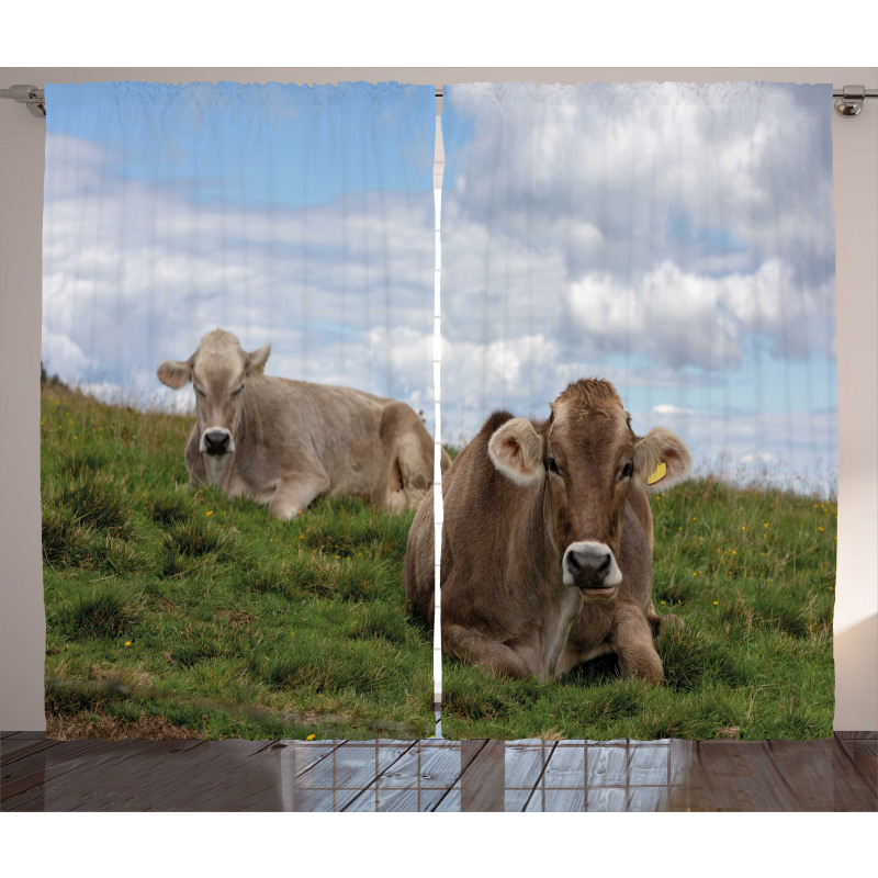 Resting Cows and Sky Curtain