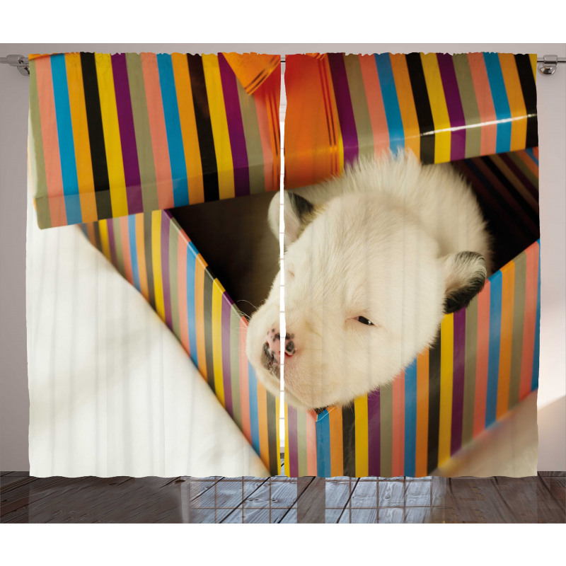 Newborn Dog in Gift Box Photo Curtain