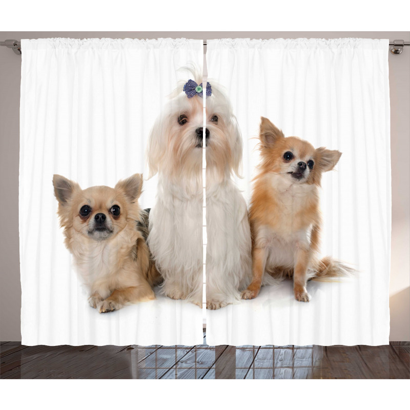 Chihuahua and Maltese Dogs Curtain