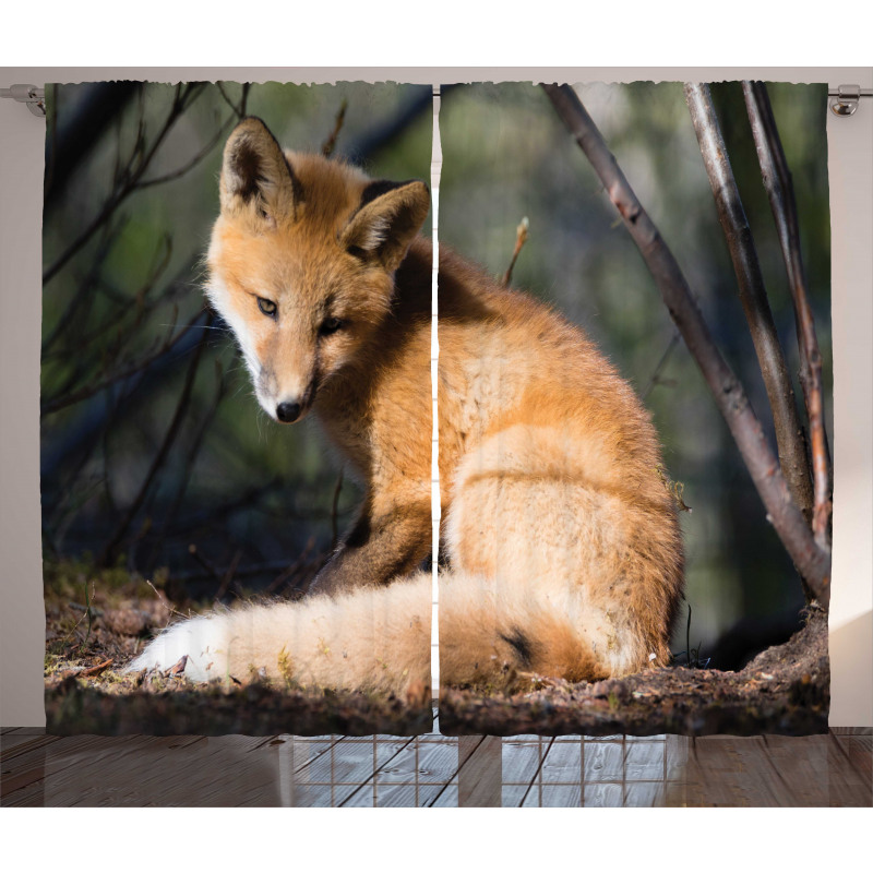 Young Coyote in Forest Sunrays Curtain