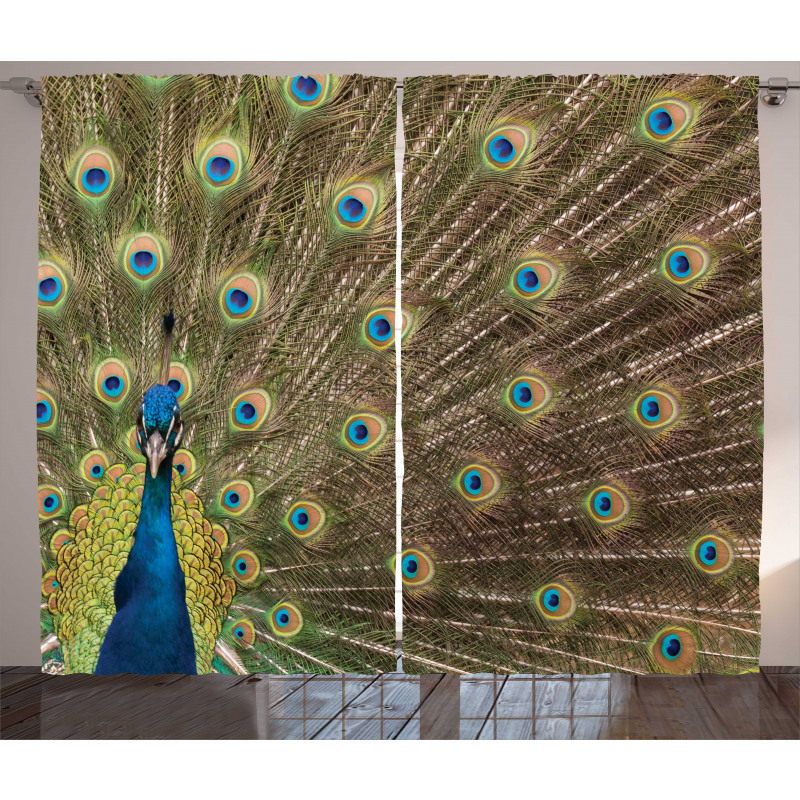 Peacock Making the Wheel Curtain