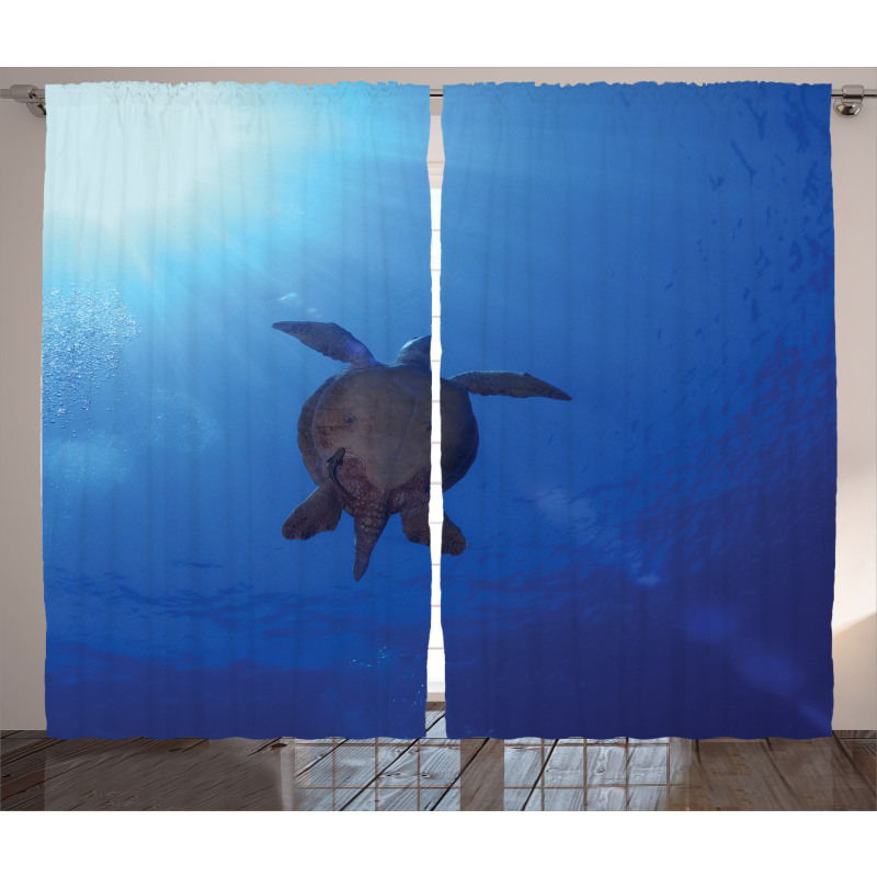 Sea Turtle in Deep Sea Curtain