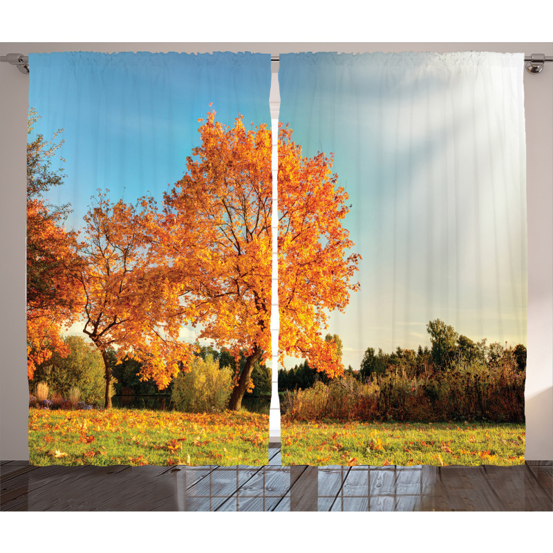 Maple Tree in Autumn Curtain