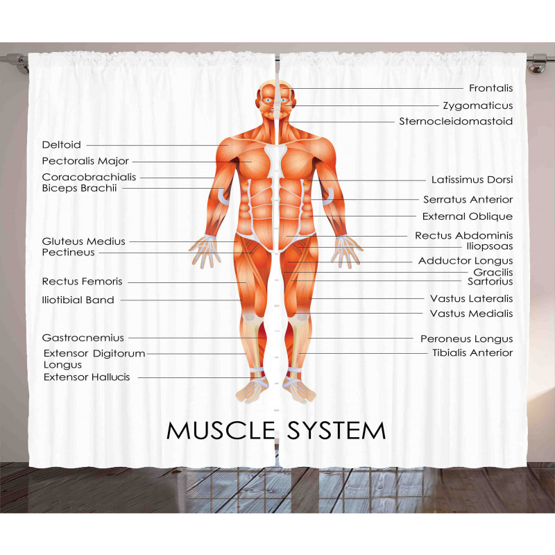 Biology Muscle System Curtain