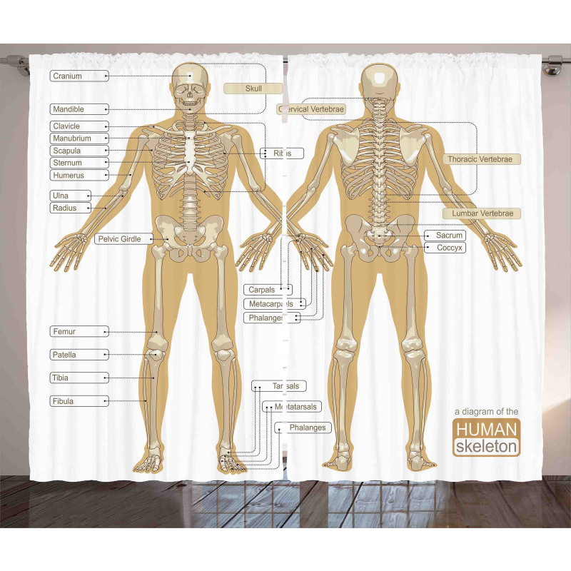 Human Skeleton System Curtain