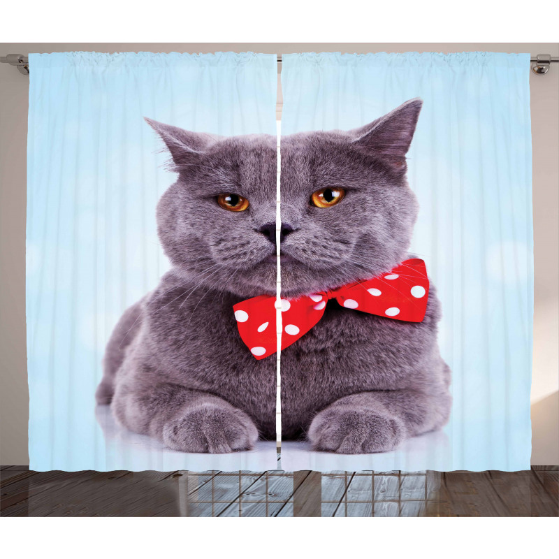 Grey Scottish Fold Theme Curtain