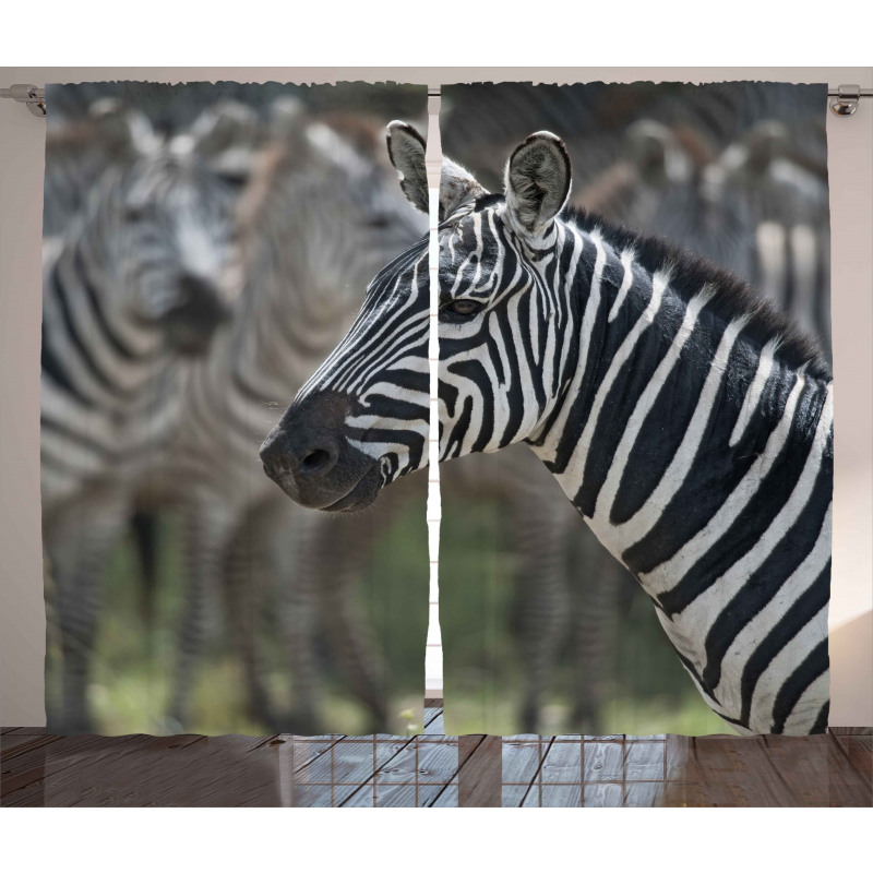 Zebra in Serengati Park Curtain