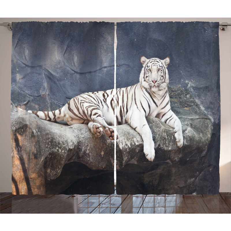 Wildlife Cat on the Rock Curtain