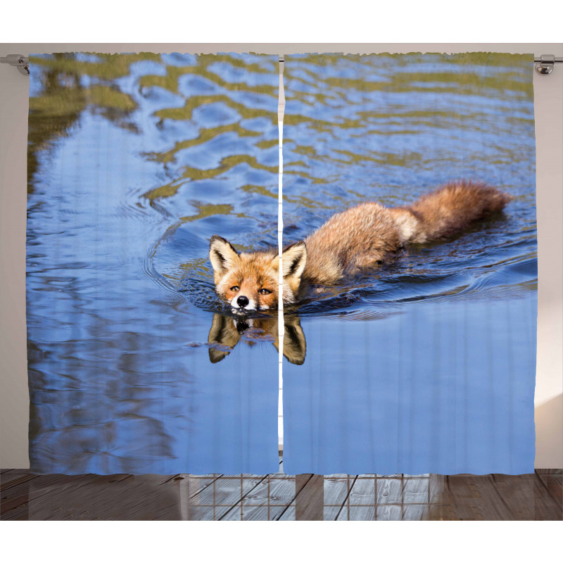 Fox Swimming in River Curtain