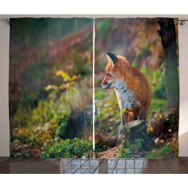 Young Wild Fox in Woodland Curtain