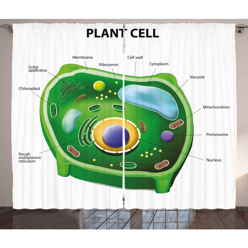 Cell Biology Plant Curtain