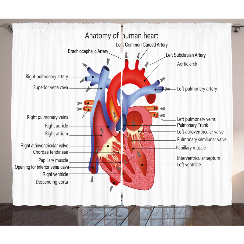 Human Body Organ Curtain