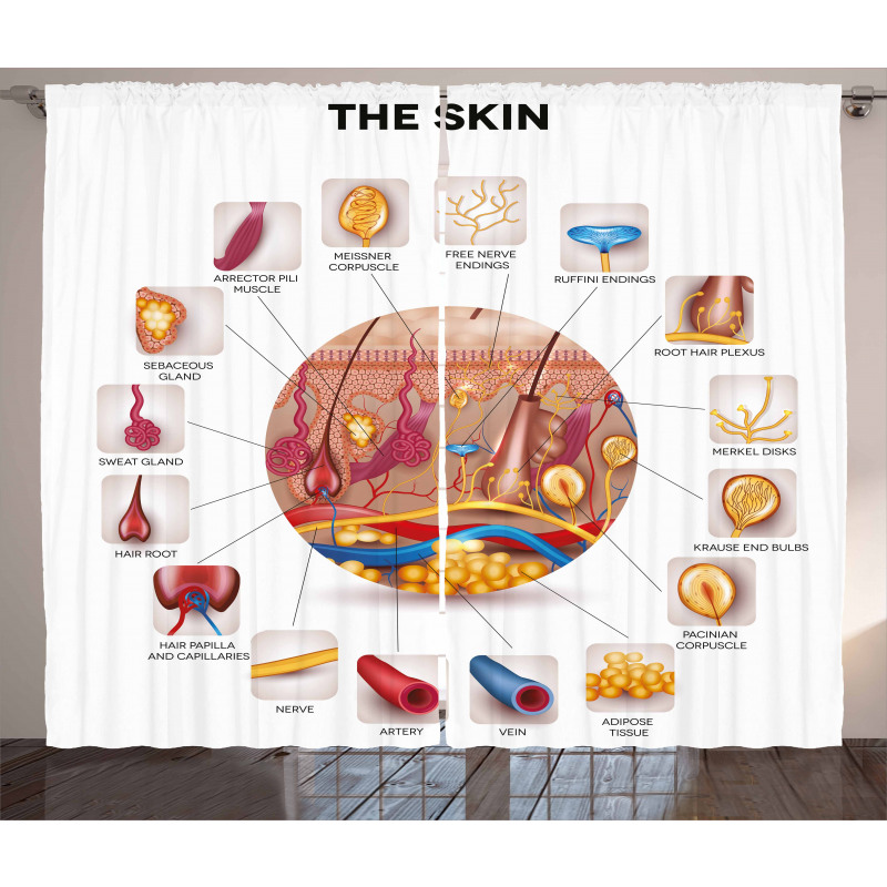 Skin Anatomy Veins Curtain