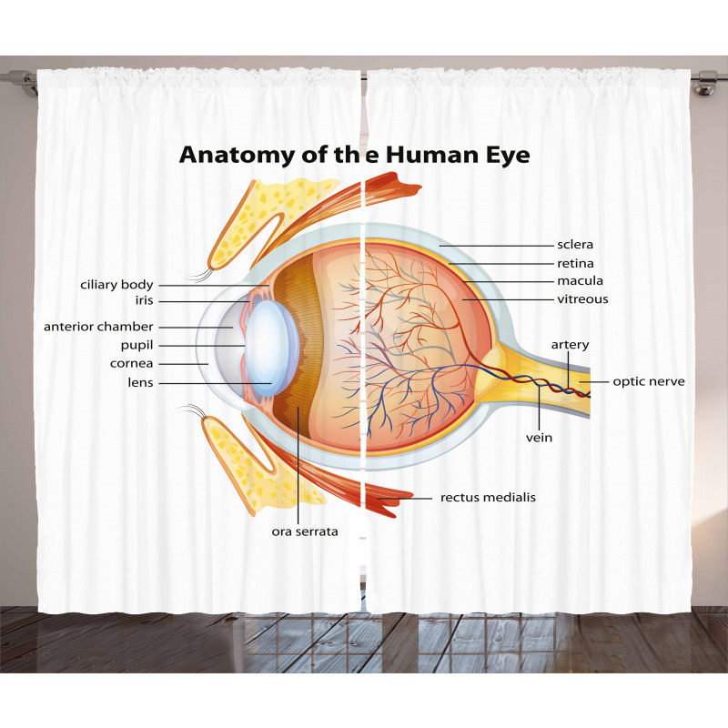 Eye Cornea Pupils Curtain