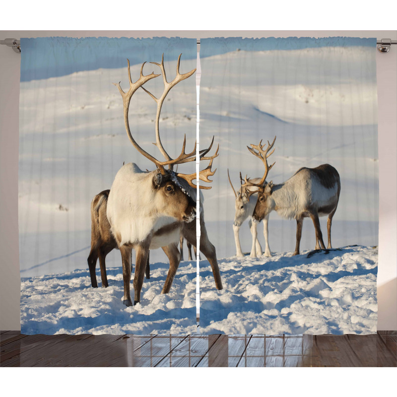 Reindeers Norway Caribou Curtain
