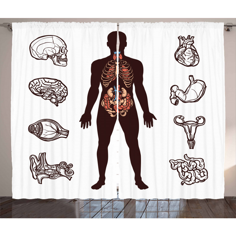 Organs Infographic Image Curtain