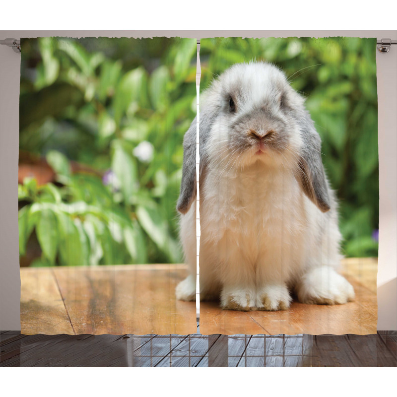 Photo of Holland Lop Rabbit Curtain