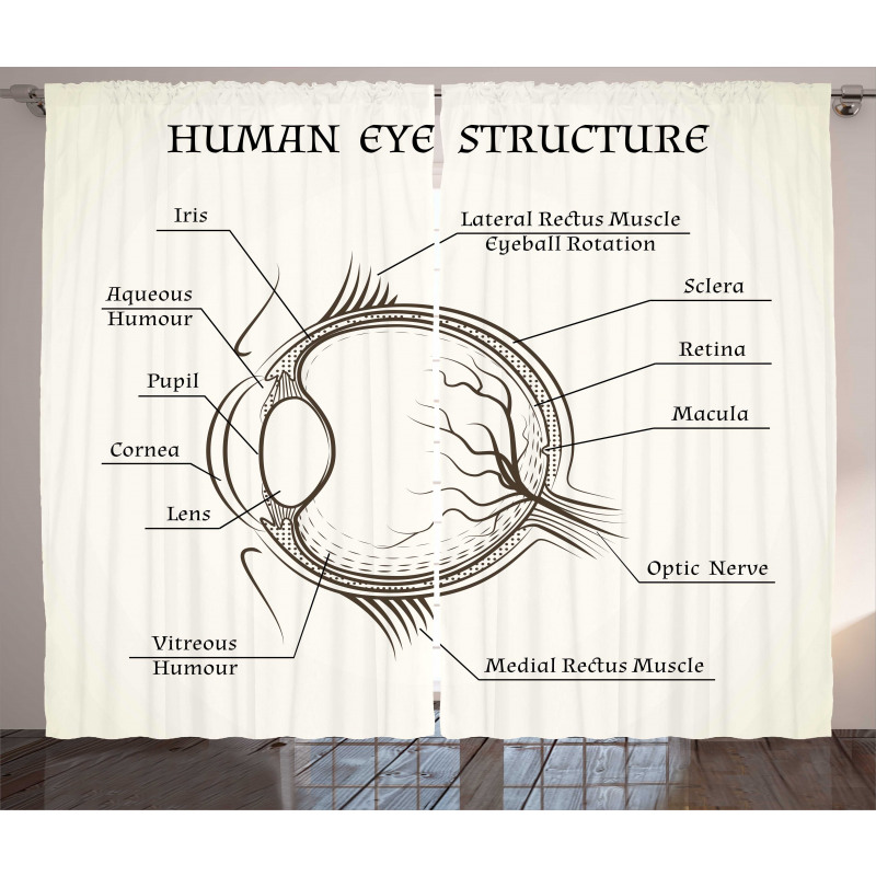 Structure of the Human Eye Curtain