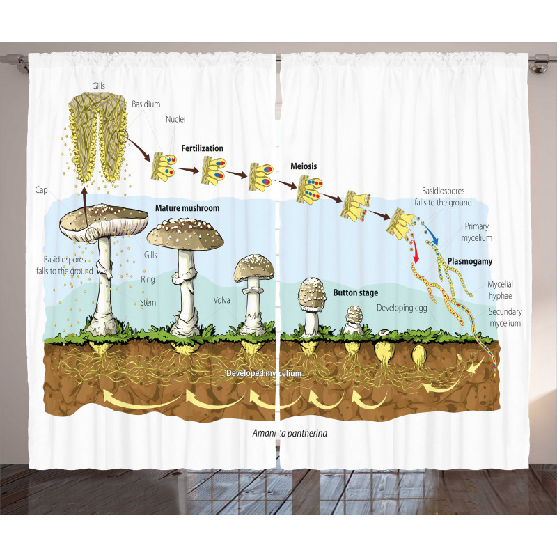 Life Cycle of Mushrooms Curtain