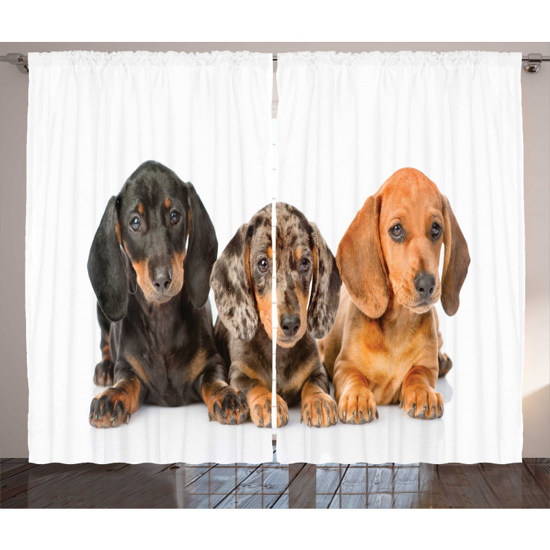 Different Color Dogs Lays Curtain