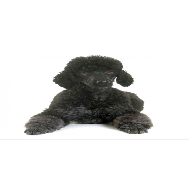 Fluffy Purebred Animal Love Pencil Pen Holder