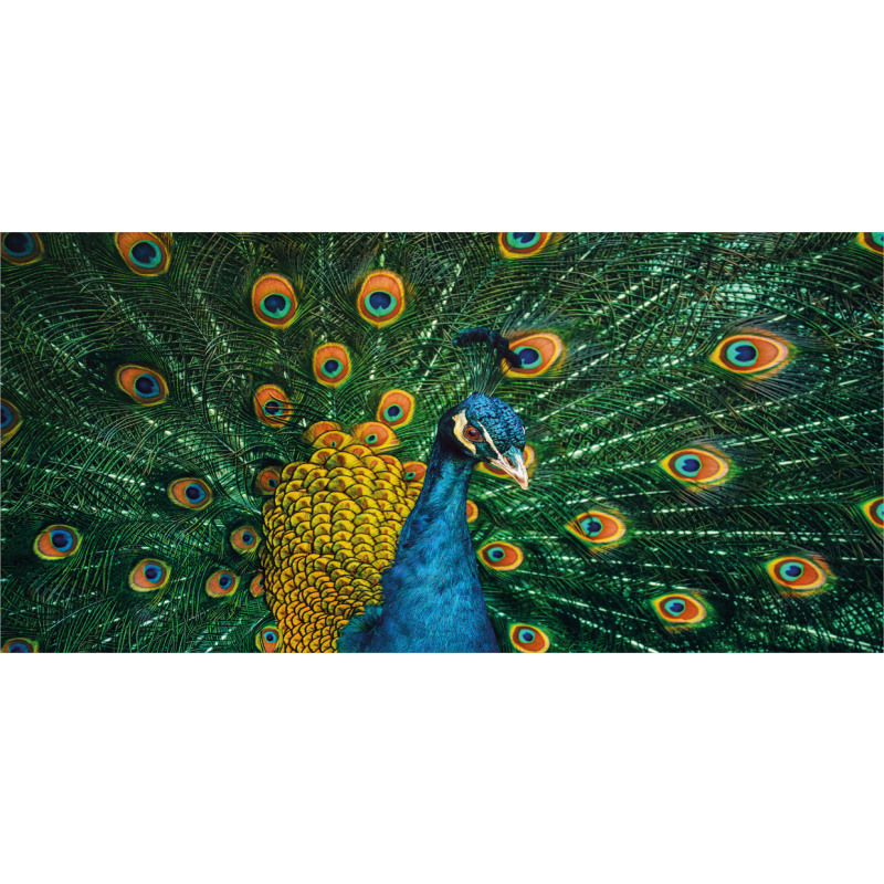 Portrait of the Peacock Pencil Pen Holder