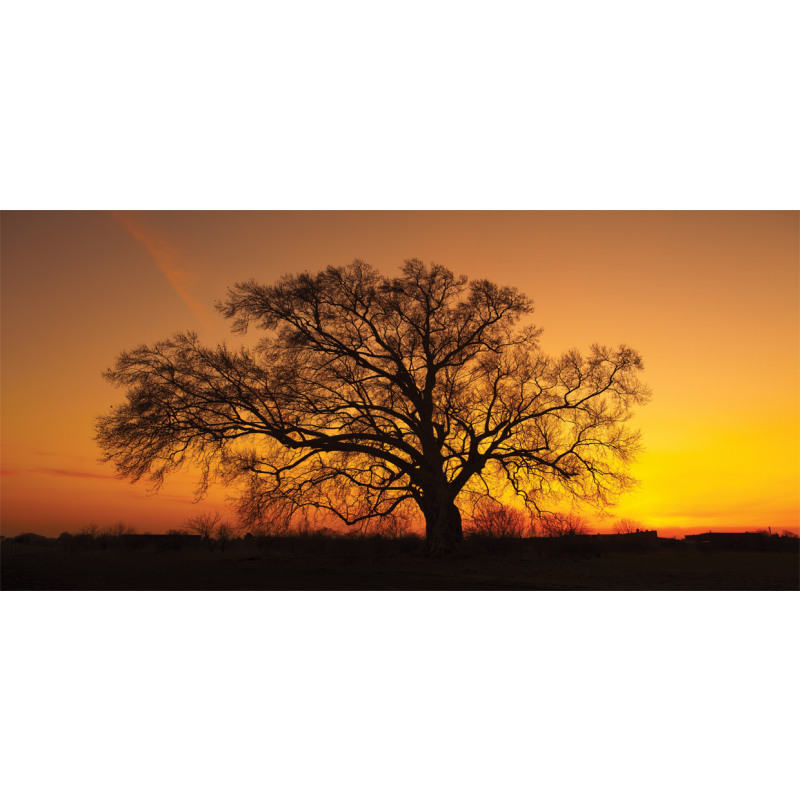 Old Oak at Sunset View Pencil Pen Holder