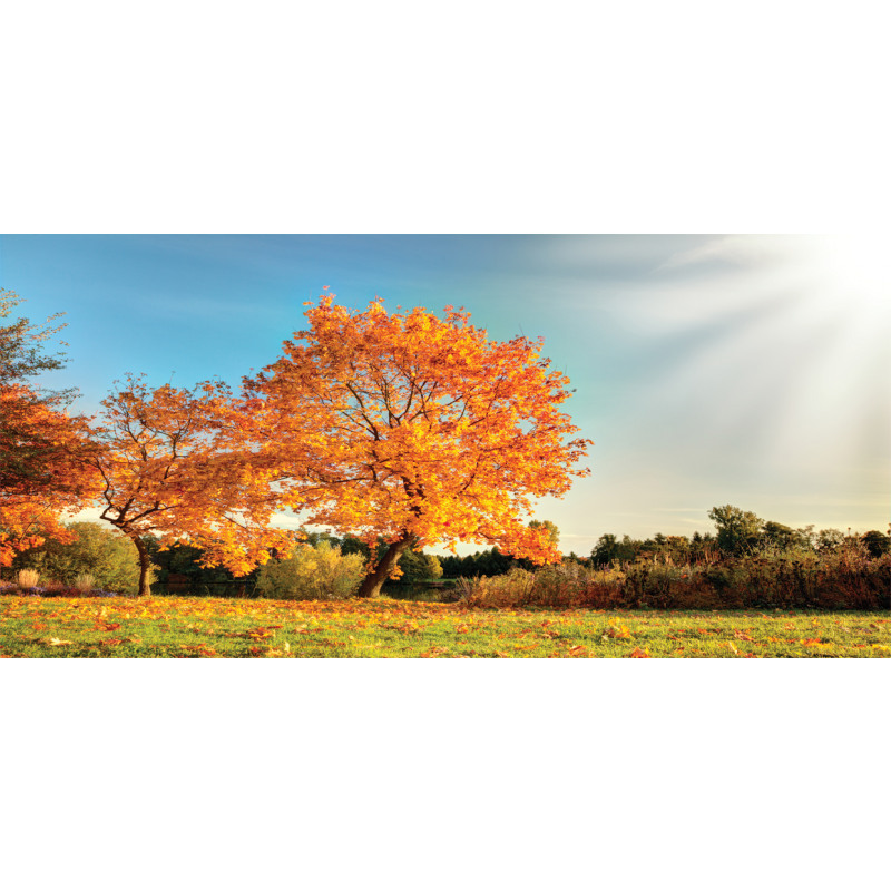 Maple Tree in Autumn Pencil Pen Holder