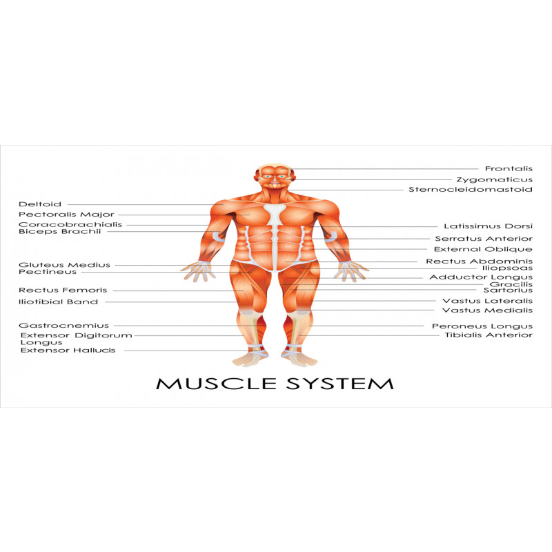 Biology Muscle System Pencil Pen Holder