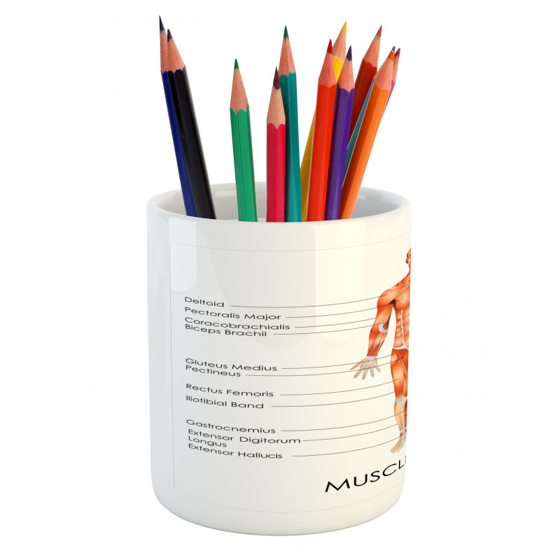 Biology Muscle System Pencil Pen Holder