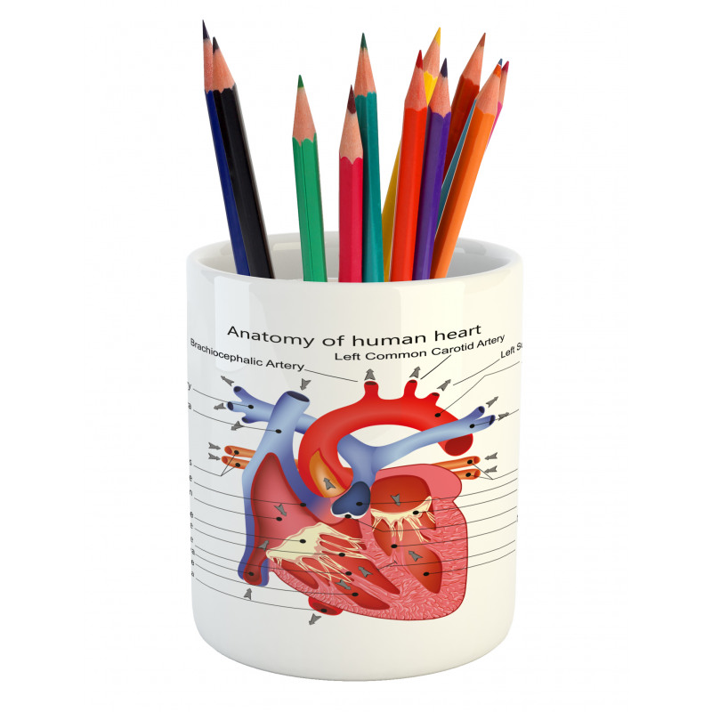 Human Body Organ Pencil Pen Holder