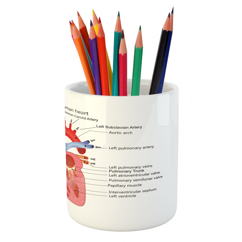 Human Body Organ Pencil Pen Holder