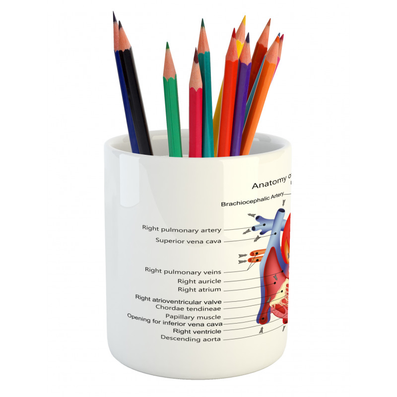 Human Body Organ Pencil Pen Holder