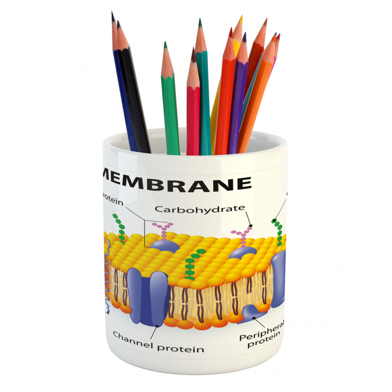 Membrane Cell Types Pencil Pen Holder