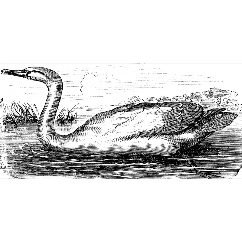 Hand Drawn Swan Design Pencil Pen Holder