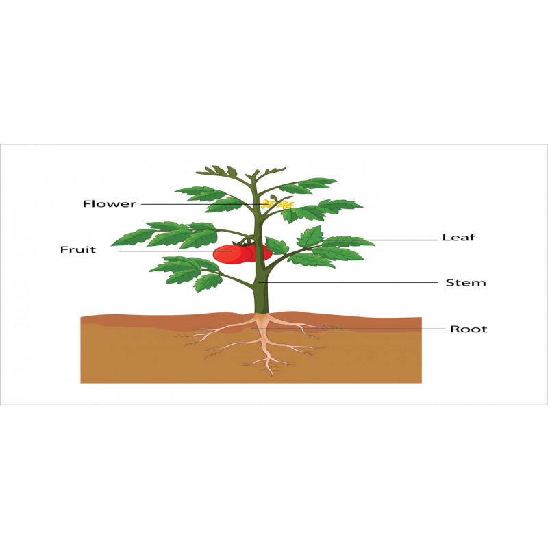 Parts of a Tomato Plant Pencil Pen Holder