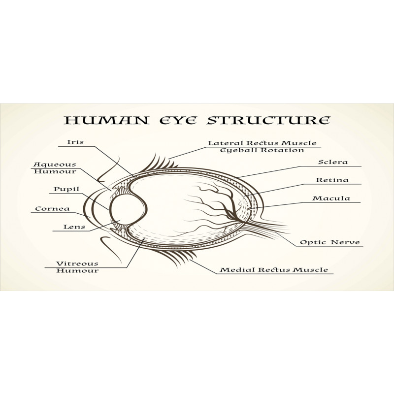 Structure of the Human Eye Pencil Pen Holder