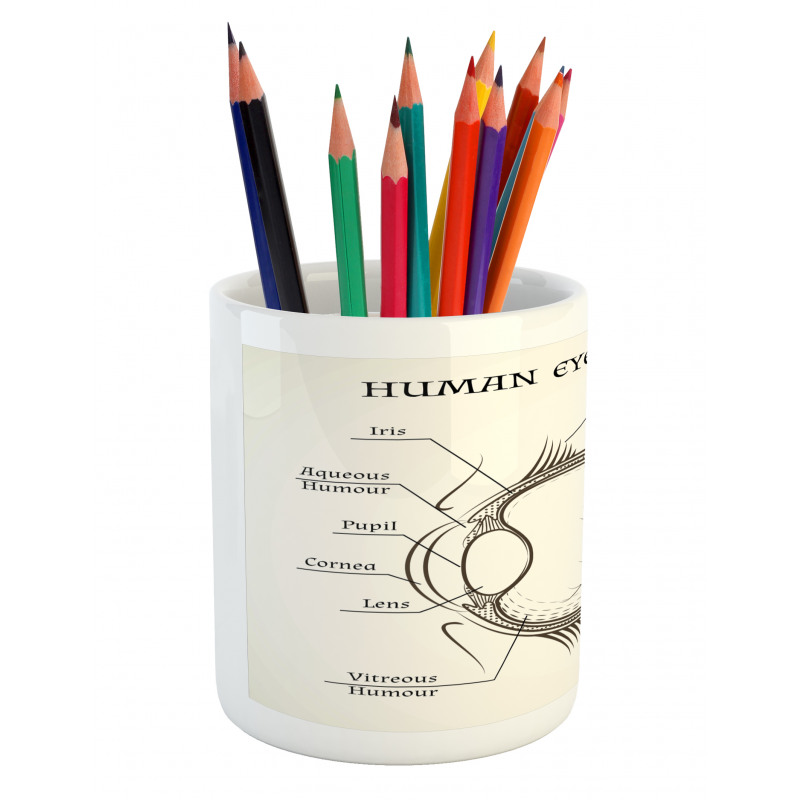 Structure of the Human Eye Pencil Pen Holder