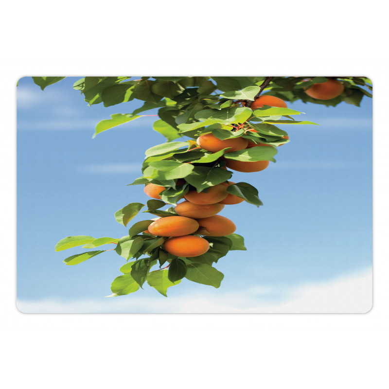 Succulent Apricots on Tree Pet Mat