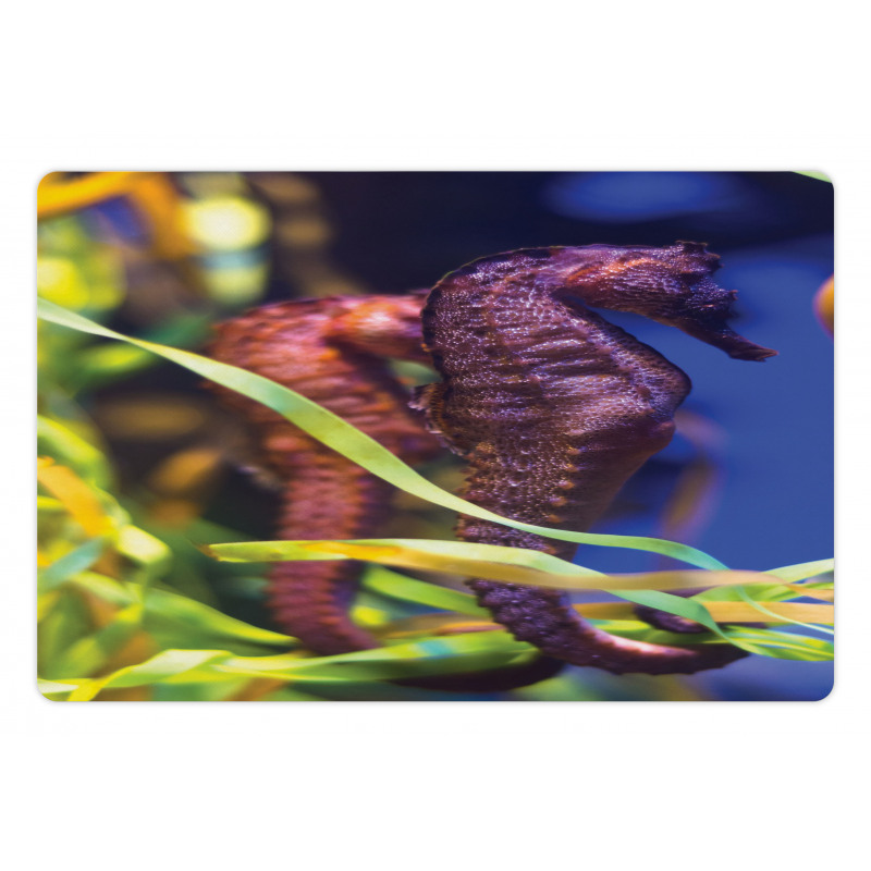 Close up Photo with Kelp Pet Mat