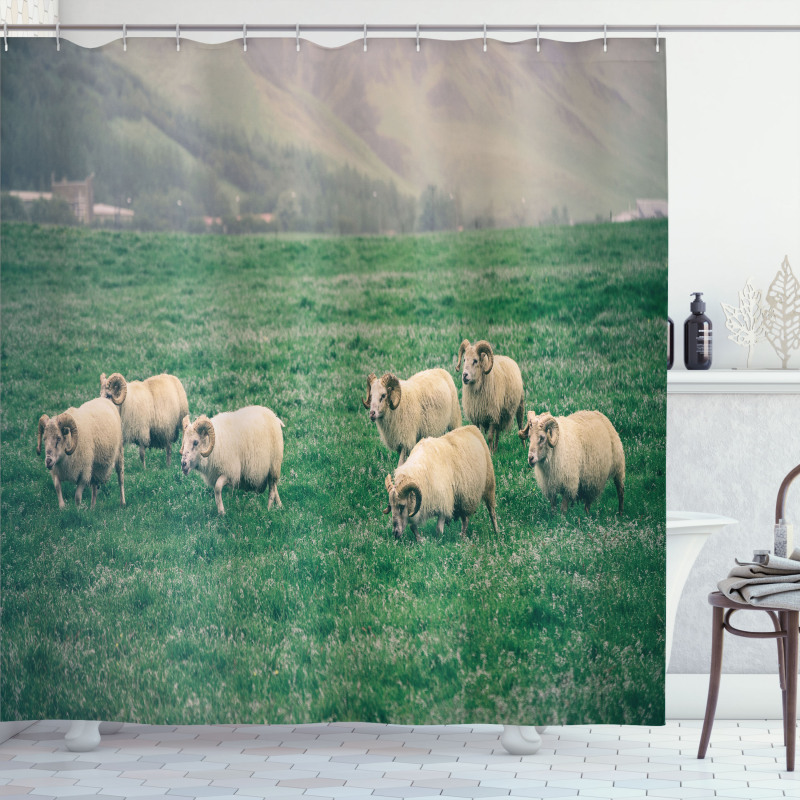 Sheep Grazing on Grass Shower Curtain